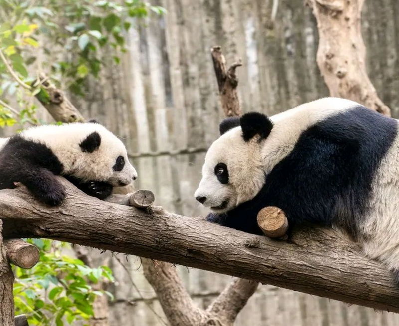 15-Day China Tour: Shanghai, Beijing, Chongqing, Chengdu, Hong Kong